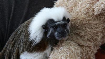 Dr. K's Exotic Animal ER
