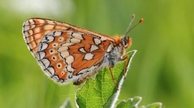 Springwatch