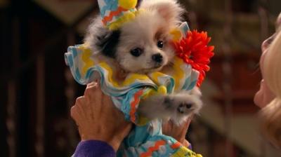 Dog with a Blog