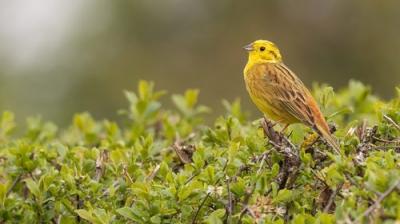 Springwatch