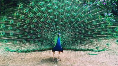 The National Geographic Guide to Birding in North America