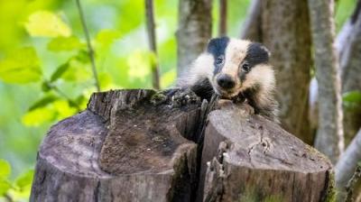Springwatch