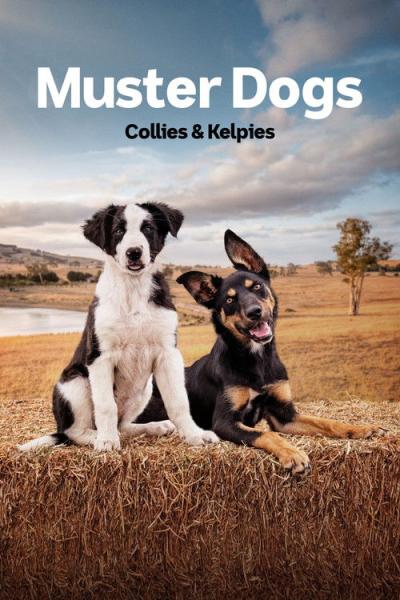 Muster Dogs filmas online