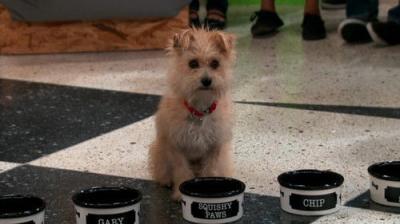 Nicky, Ricky, Dicky & Dawn