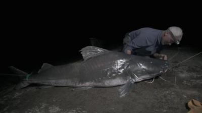 River Monsters