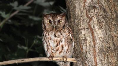 The National Geographic Guide to Birding in North America