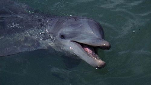 Flipper filmas žiurėti online