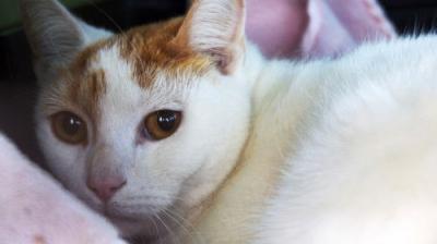 The Incredible Dr. Pol