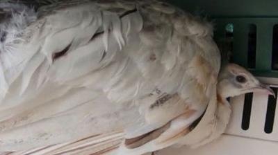 The Incredible Dr. Pol