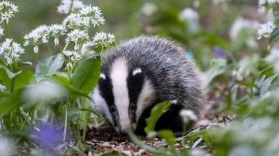 Springwatch