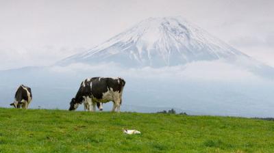 A Cat's-Eye View of Japan