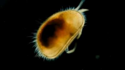 Journey to the Microcosmos
