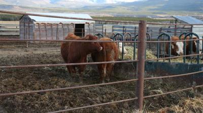 Dr. Oakley, Yukon Vet