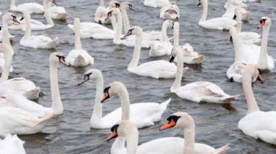 The National Geographic Guide to Birding in North America