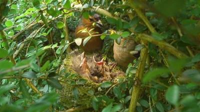 Springwatch