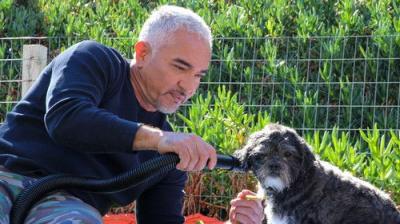 Cesar Millan: Better Human, Better Dog