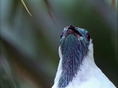 The Life of Birds