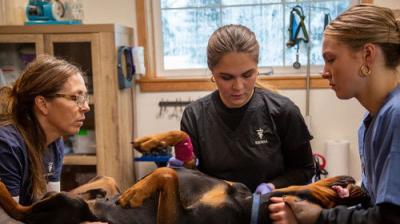 Dr. Oakley, Yukon Vet