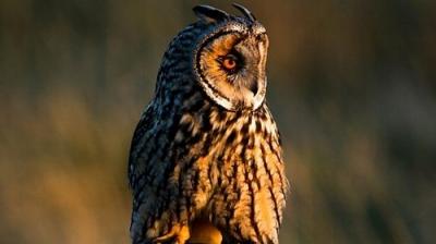 Springwatch