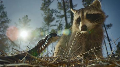 Nightmares of Nature filmas žiurėti online