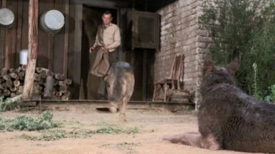 The Fugitive