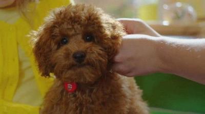 Waffle the Wonder Dog