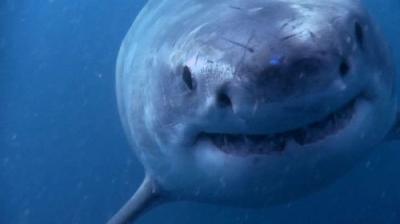 When Sharks Attack