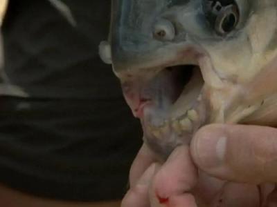River Monsters