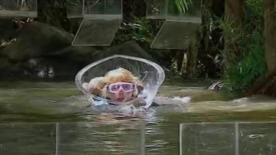 I'm a Celebrity...Get Me Out of Here!