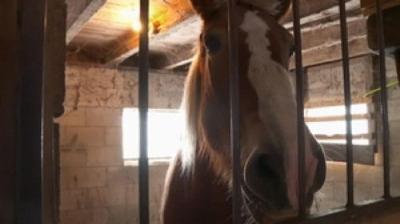 The Incredible Dr. Pol