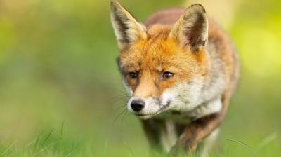 Springwatch
