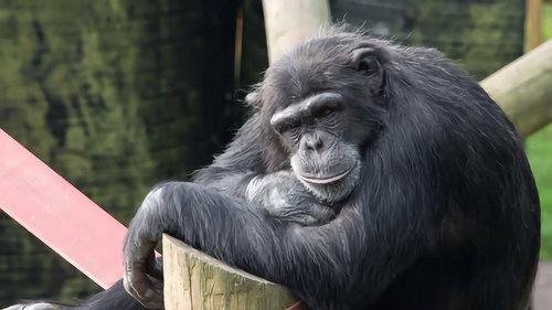 Monkey Life filmas žiurėti online