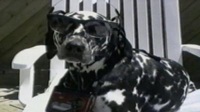 Funniest Pets & People
