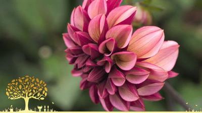 Gardeners' World