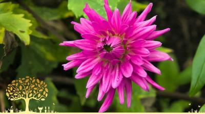 Gardeners' World