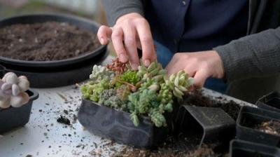 Gardening Australia