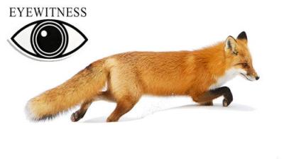 Eyewitness