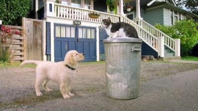 Pup Academy