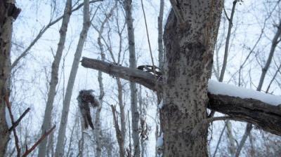Life Below Zero
