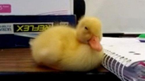 Les Aventures de Saturnin filmas žiurėti online