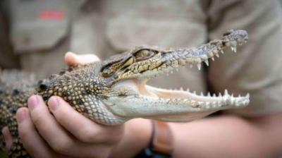 Crikey! It's the Irwins