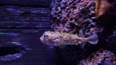 Tanked