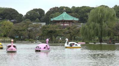 Dive in Tokyo