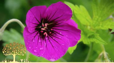 Gardeners' World