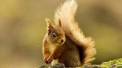 Springwatch