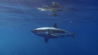 When Sharks Attack