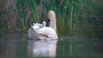 Springwatch