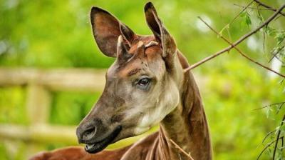 The Secret Life of the Zoo
