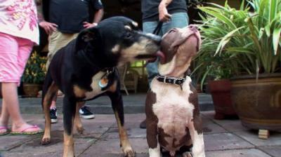 Pit Bulls and Parolees