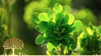 Gardeners' World